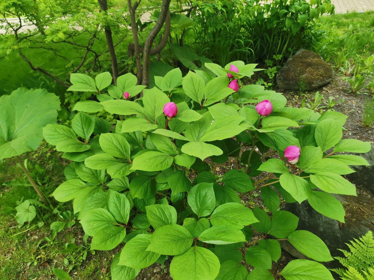 Похоже на пионы).