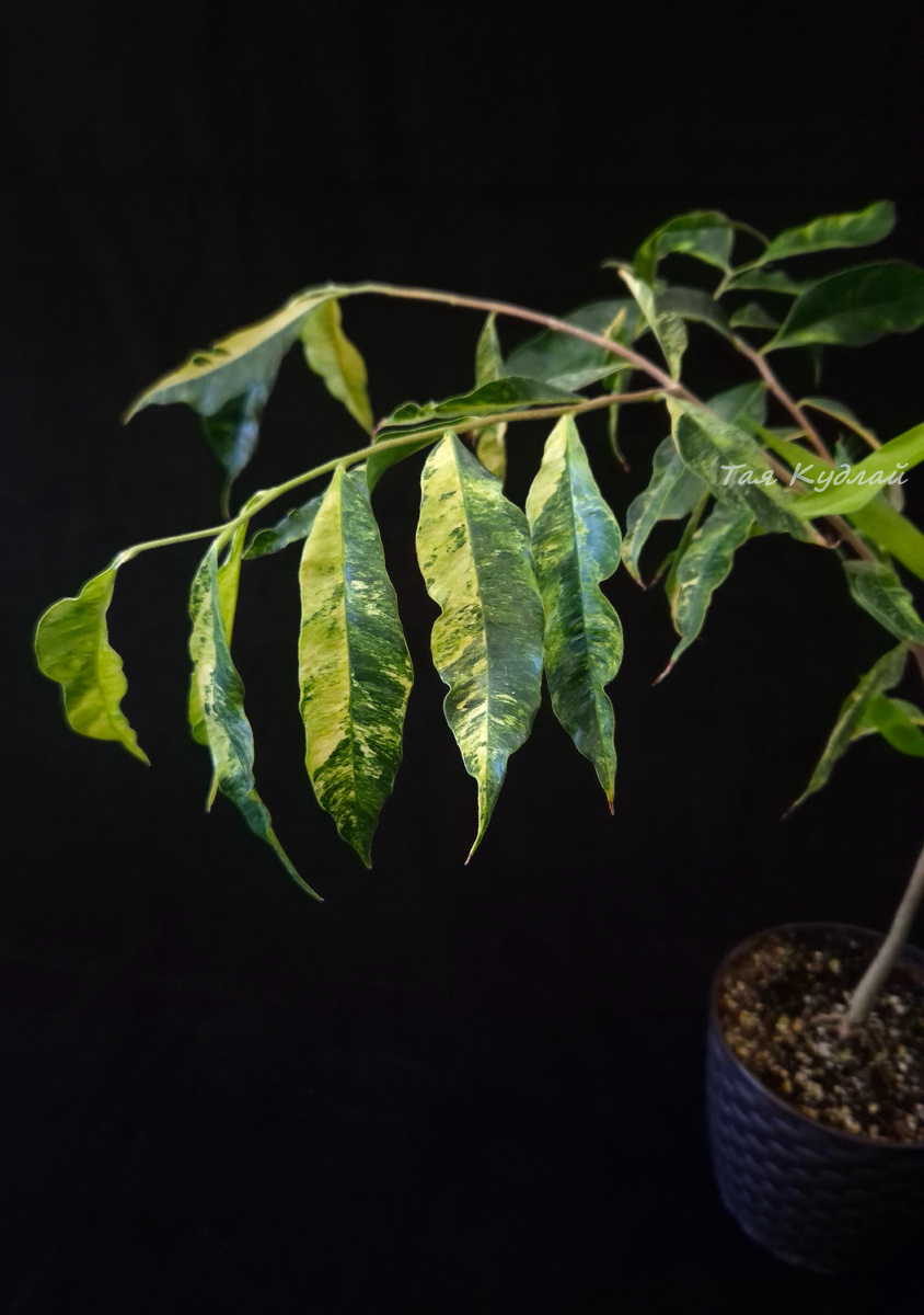 Аквилария крассна, фото 29,01,25