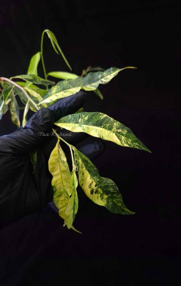 Аквилария крассна, фото 29,01,25