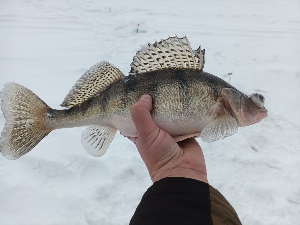 берш на поставушку. фото рыбалка в поволжье. дзен канал