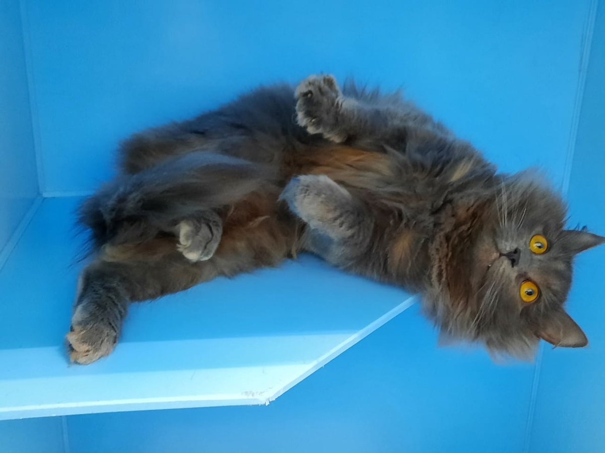 Мяус был вот таким