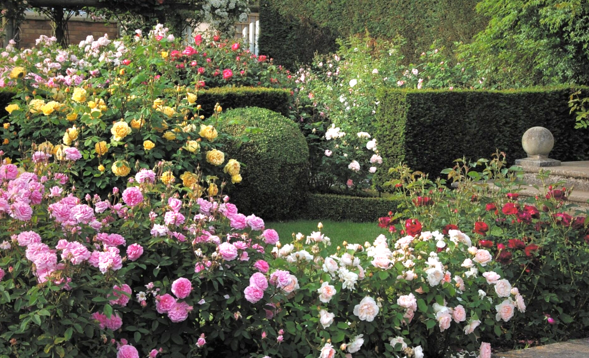 Сад Девида Остина. Великобритания.