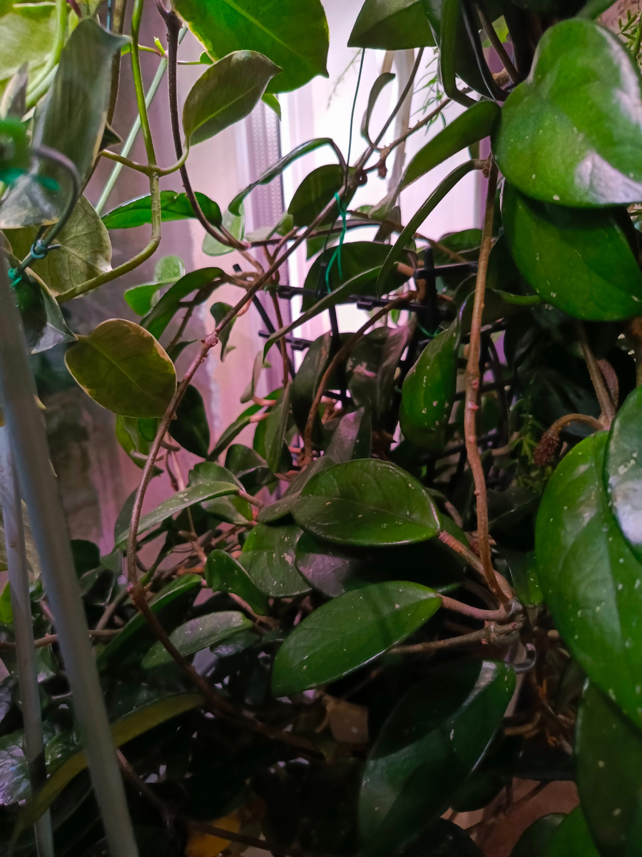 Хойное бесилово. К слову, она регулярно цветёт, хотя брала я её черенком от нецветущего растения. 