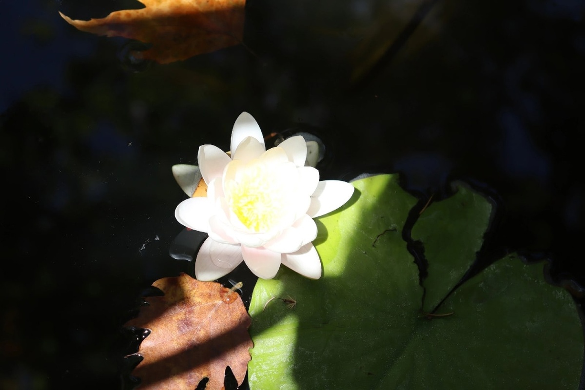 Ориби Каммпирр - Магия, тайна пелены звёзд © Copyright: Ориби Каммпирр