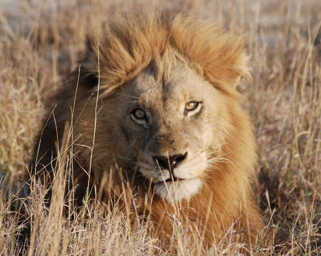 Автор: https://www.flickr.com/photos/67579259@N00; Лицензия https://creativecommons.org/licenses/by-nc-sa/2.0/