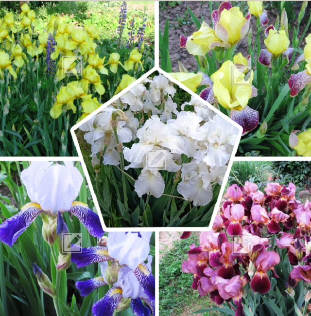 коллаж из фото автора