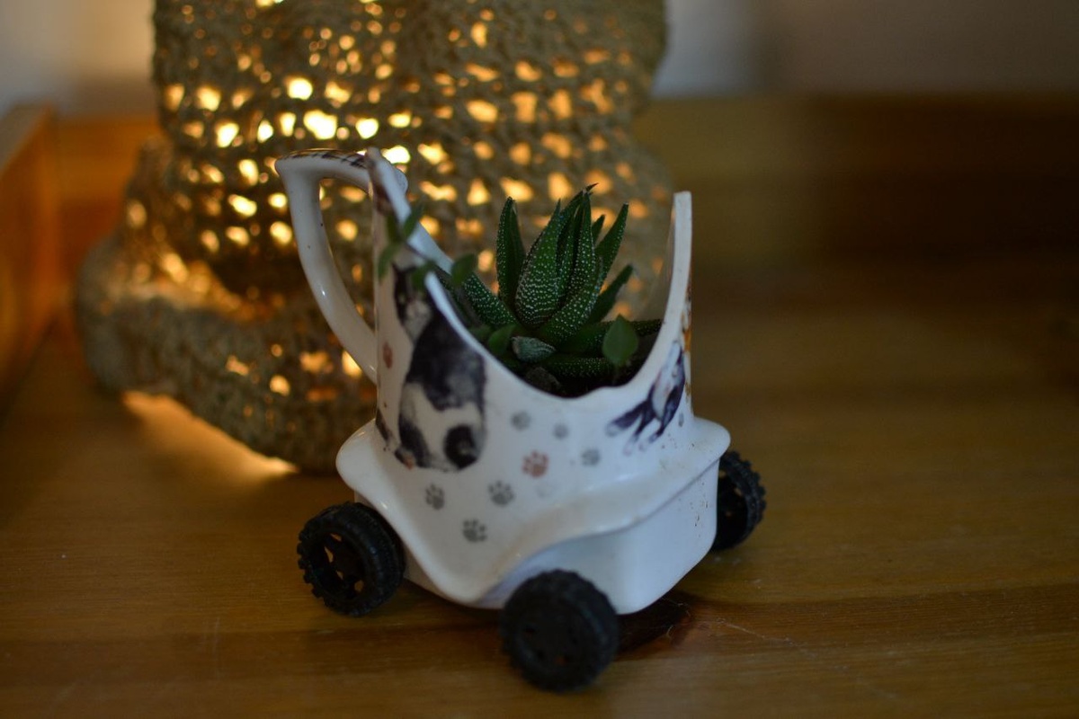 Разбитая чашка, а в ней хавортия и традесканция