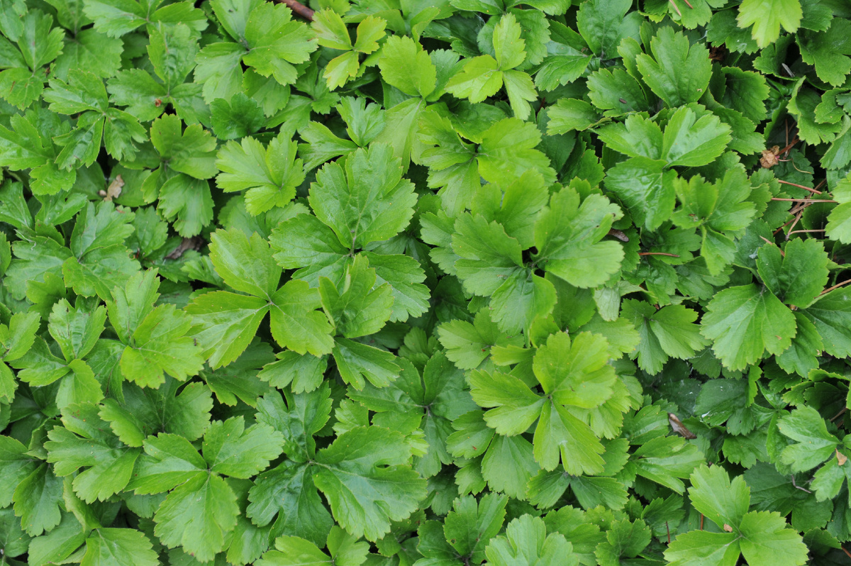 Вальдштейния тройчатая