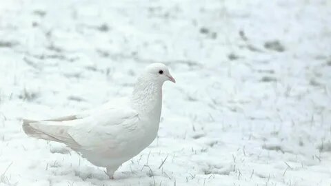 Изображение из открытых источников