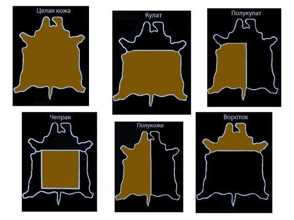 Топология — это карта шкуры животного, поделённая на определённые участки.