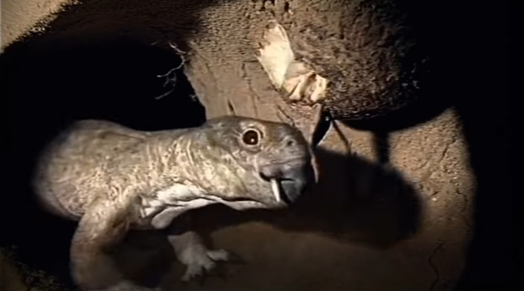 Дииктодон из документалки «Прогулки с монстрами».