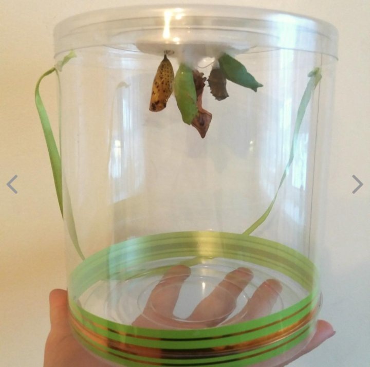 Интернет говорит, что бабочкарий выглядит вот так