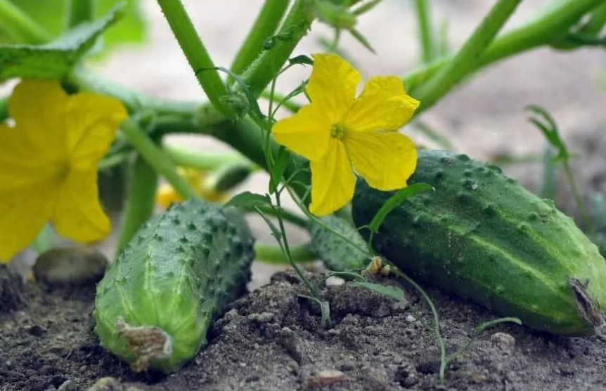 Отличные огурчики