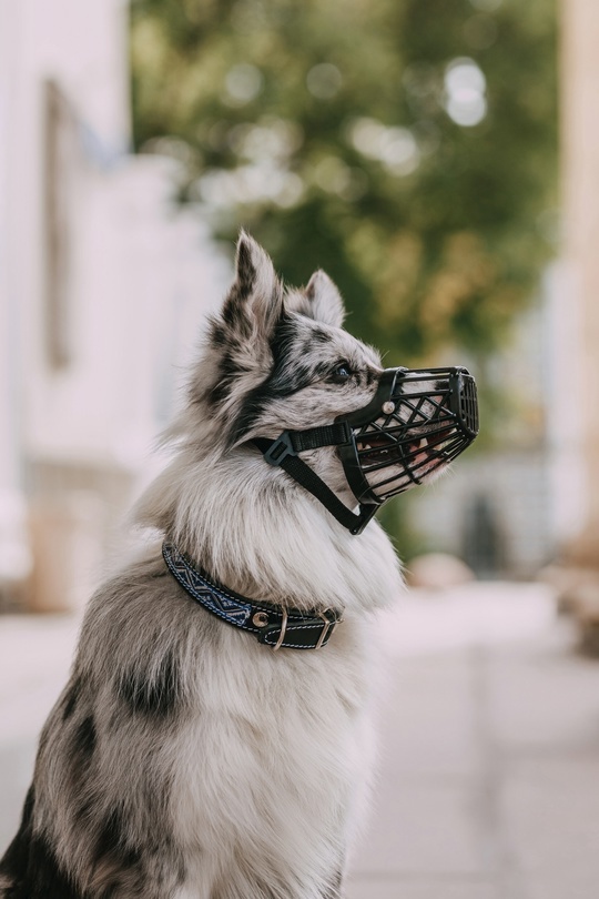 Намордник из термопластика, лекгий и удобный в носке