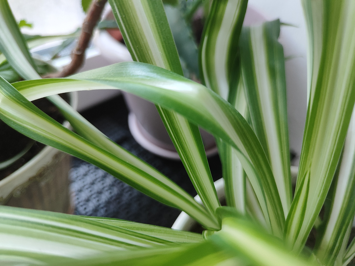 просто хлорофитум 