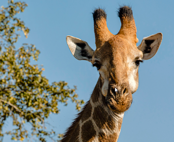 Жираф в парке Крюгер, ЮАР, фото автора.