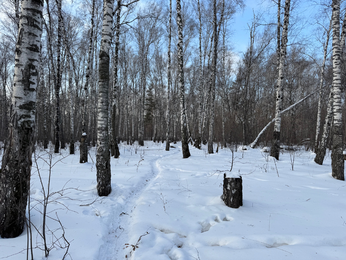 Половинка зимы на дворе.