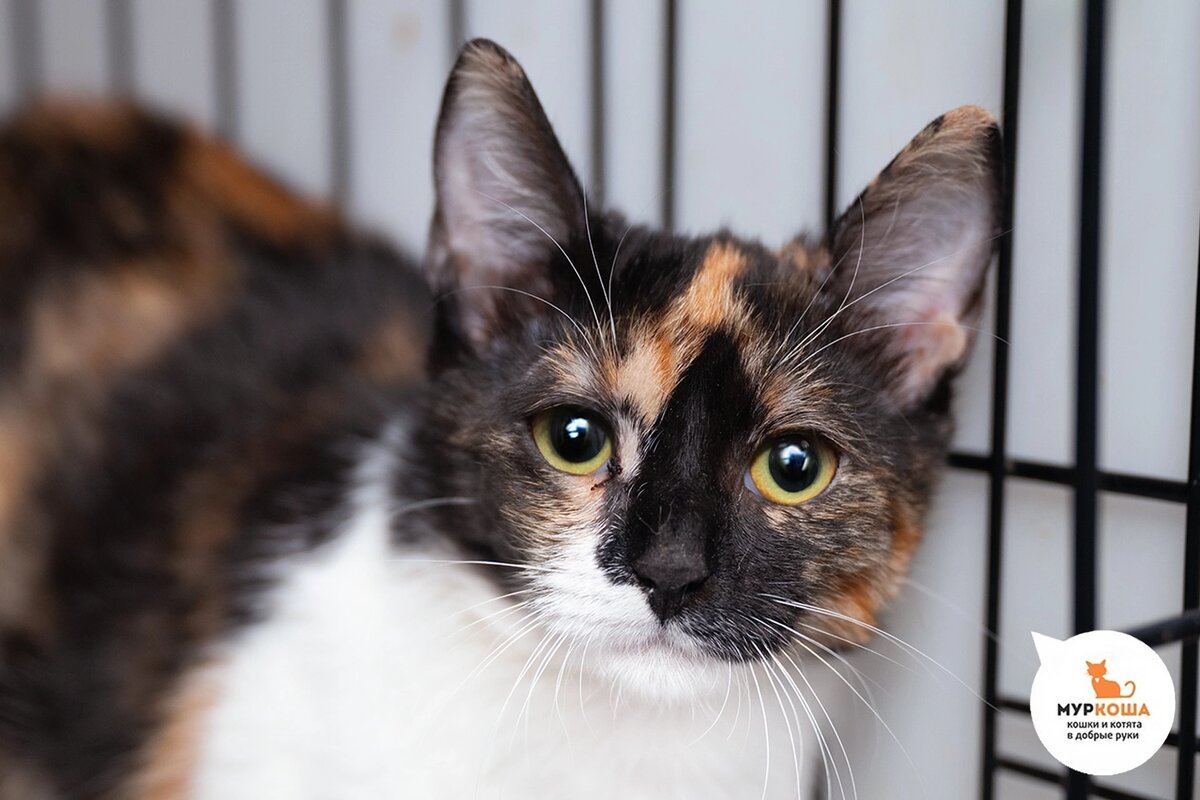 Шанти нашли на улице.