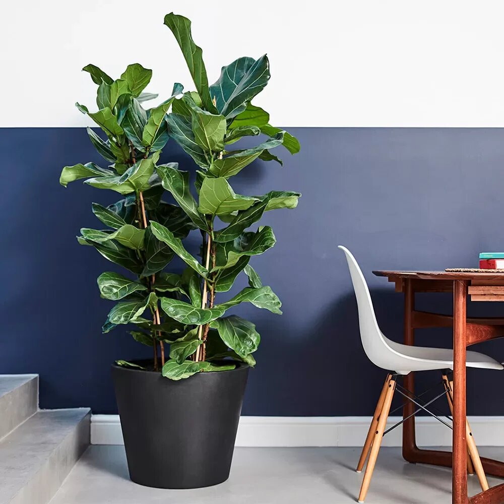 Крупный лирата бамбино