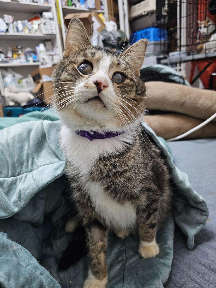 Фото автора. Арашик.