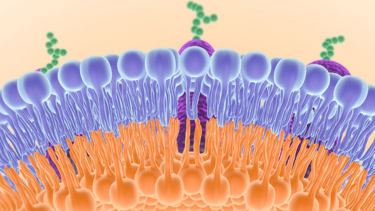 Клеточная мембрана, в состав которой входит Лецитин.