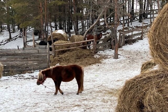    Женщина несколько лет проработала в конюшне. Фото: Конный приют «Верю в жизнь»