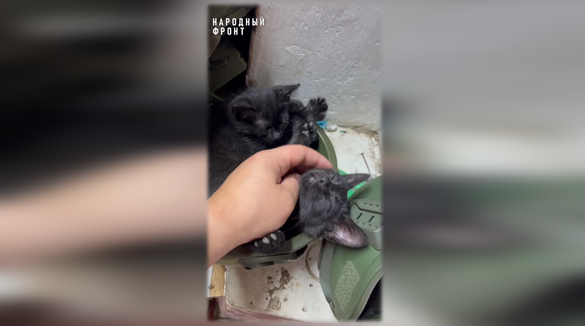     Участник СВО из Красноярского края показал спящих в каске кошек