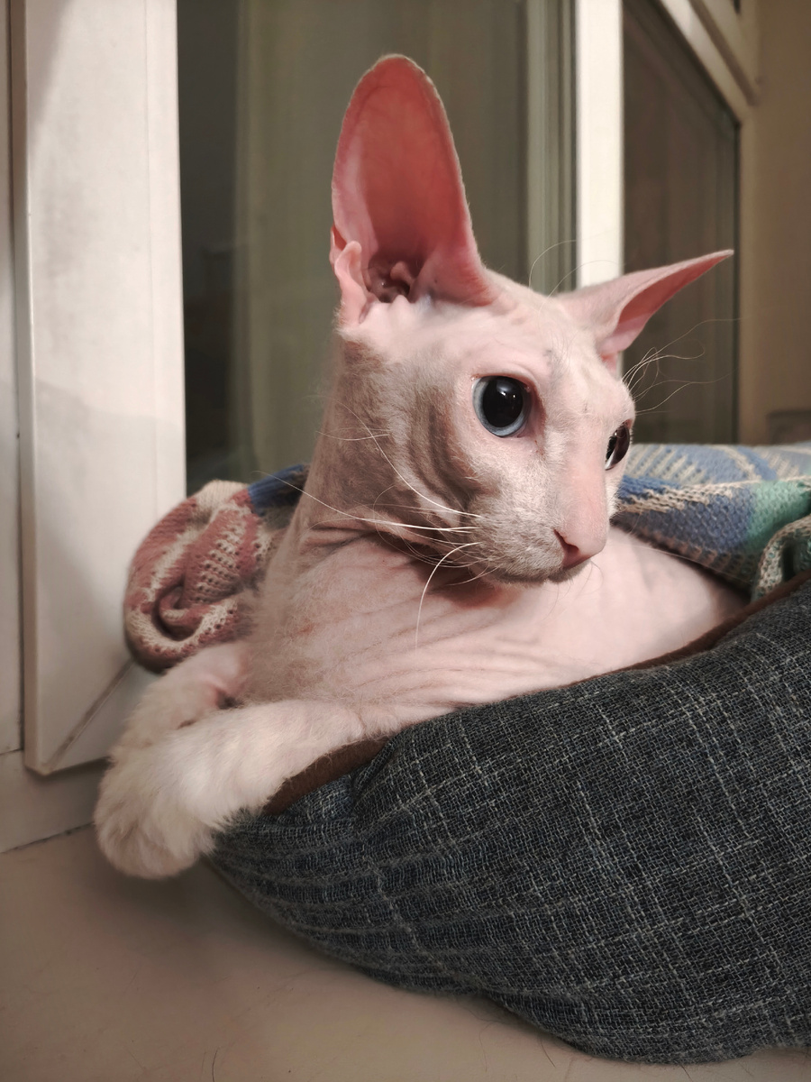 стадия принятия