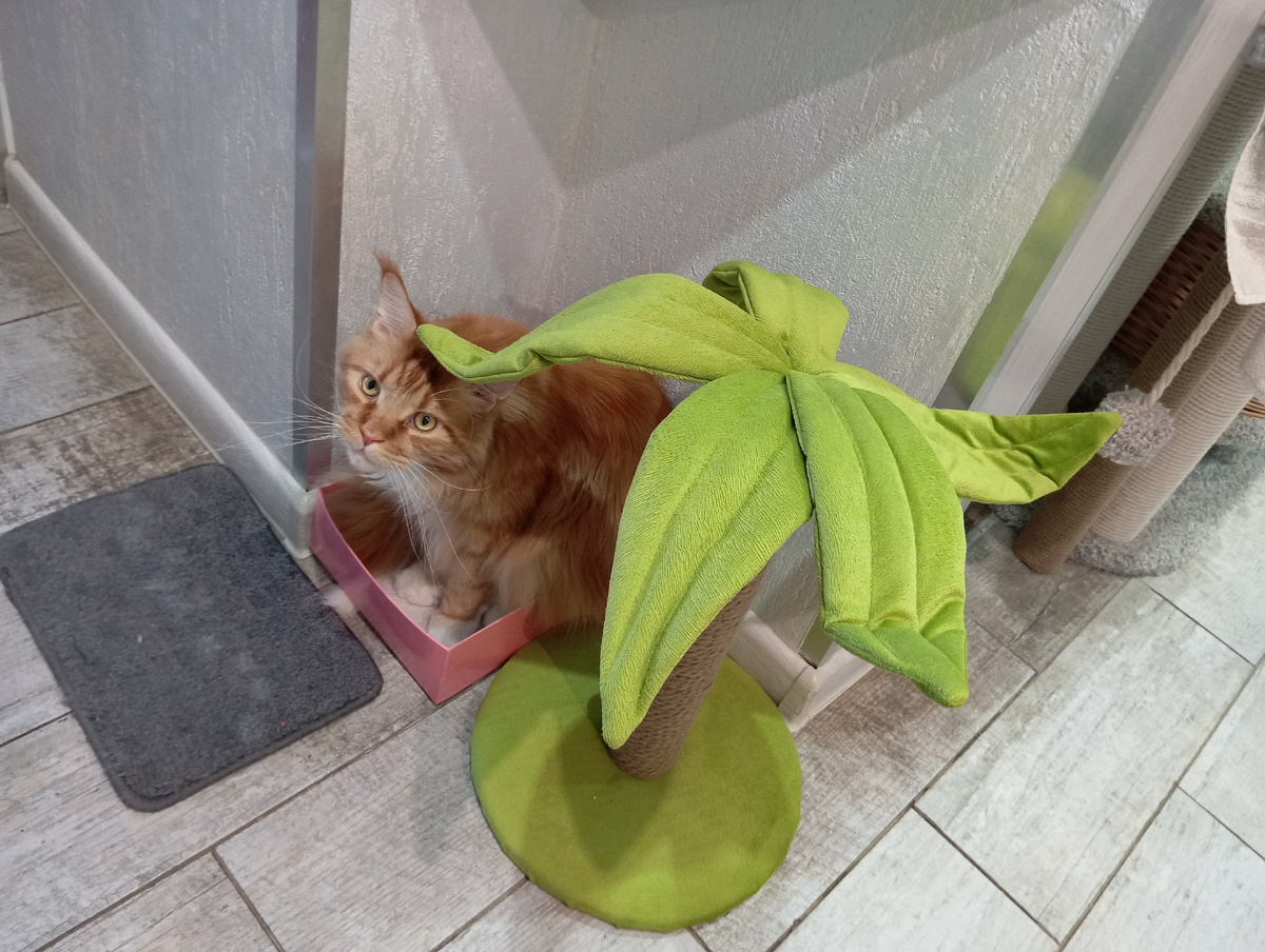 Мейн кун Степа.