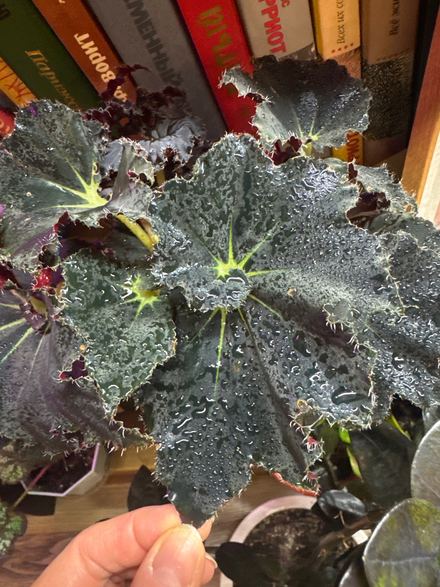 Чёрная Мамба