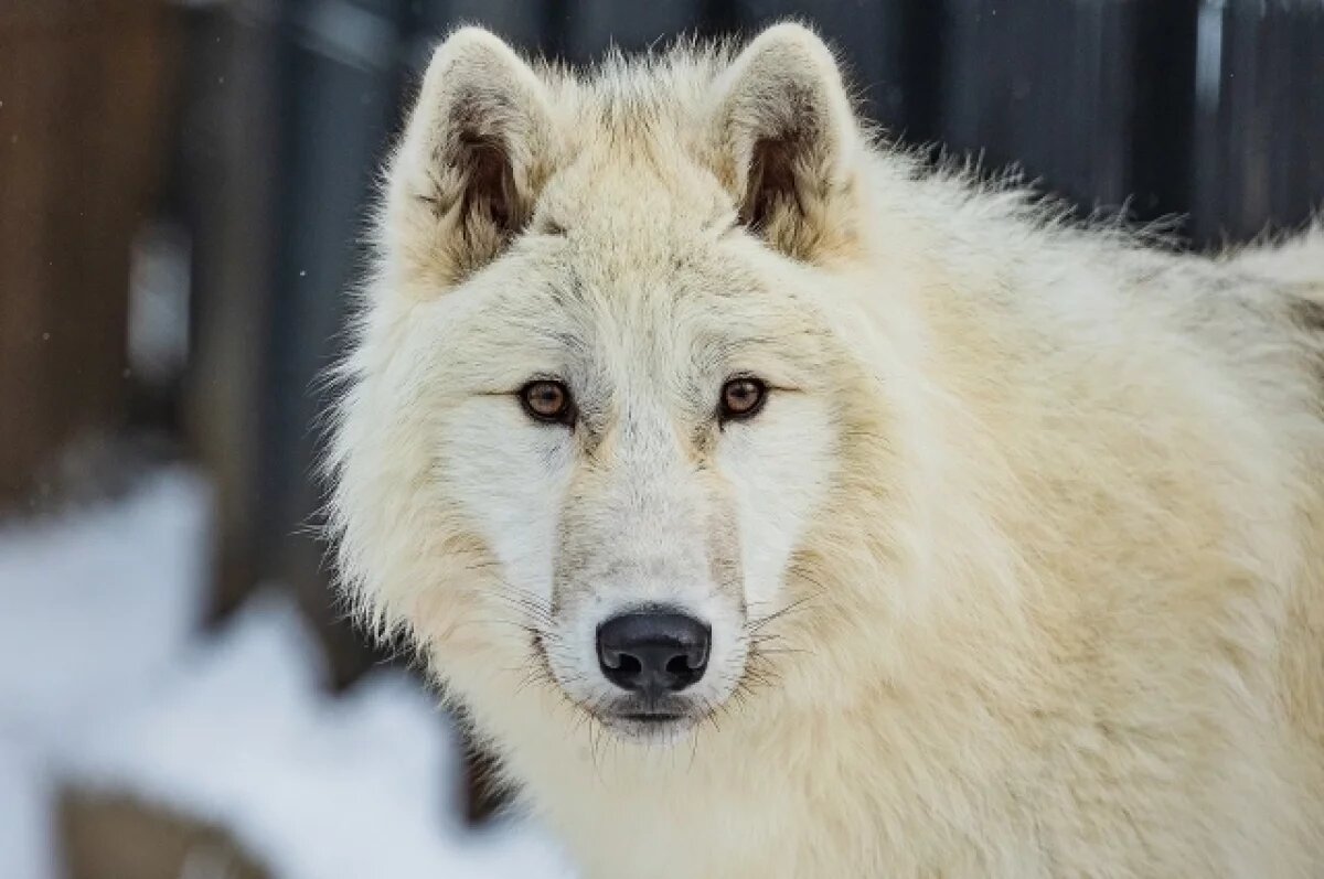    Семью арктических волков показали в красноярском зоопарке