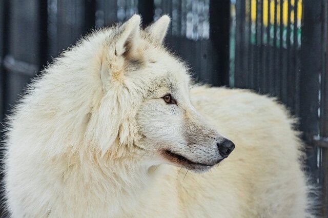   Фото: Парк флоры и фауны «Роев ручей»