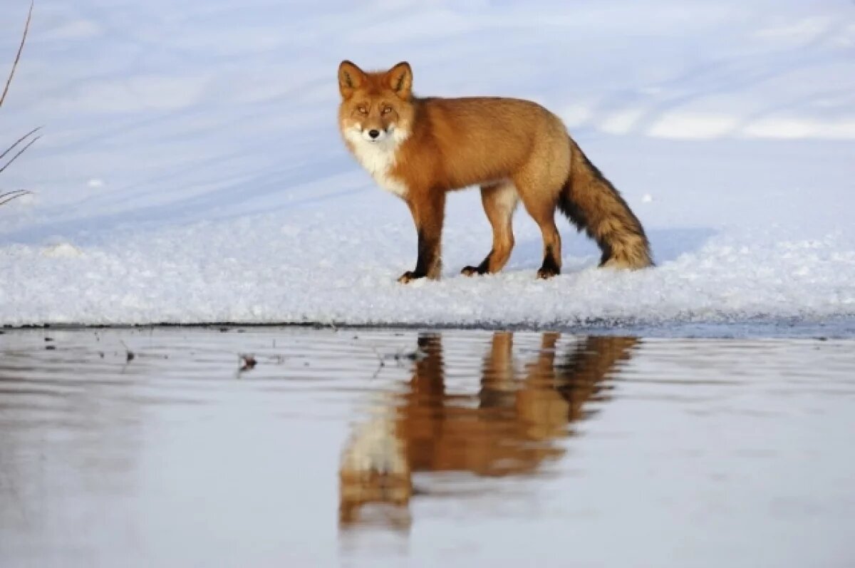    Лису-огневку встретили инспекторы заповедника среди вулканов на Камчатке