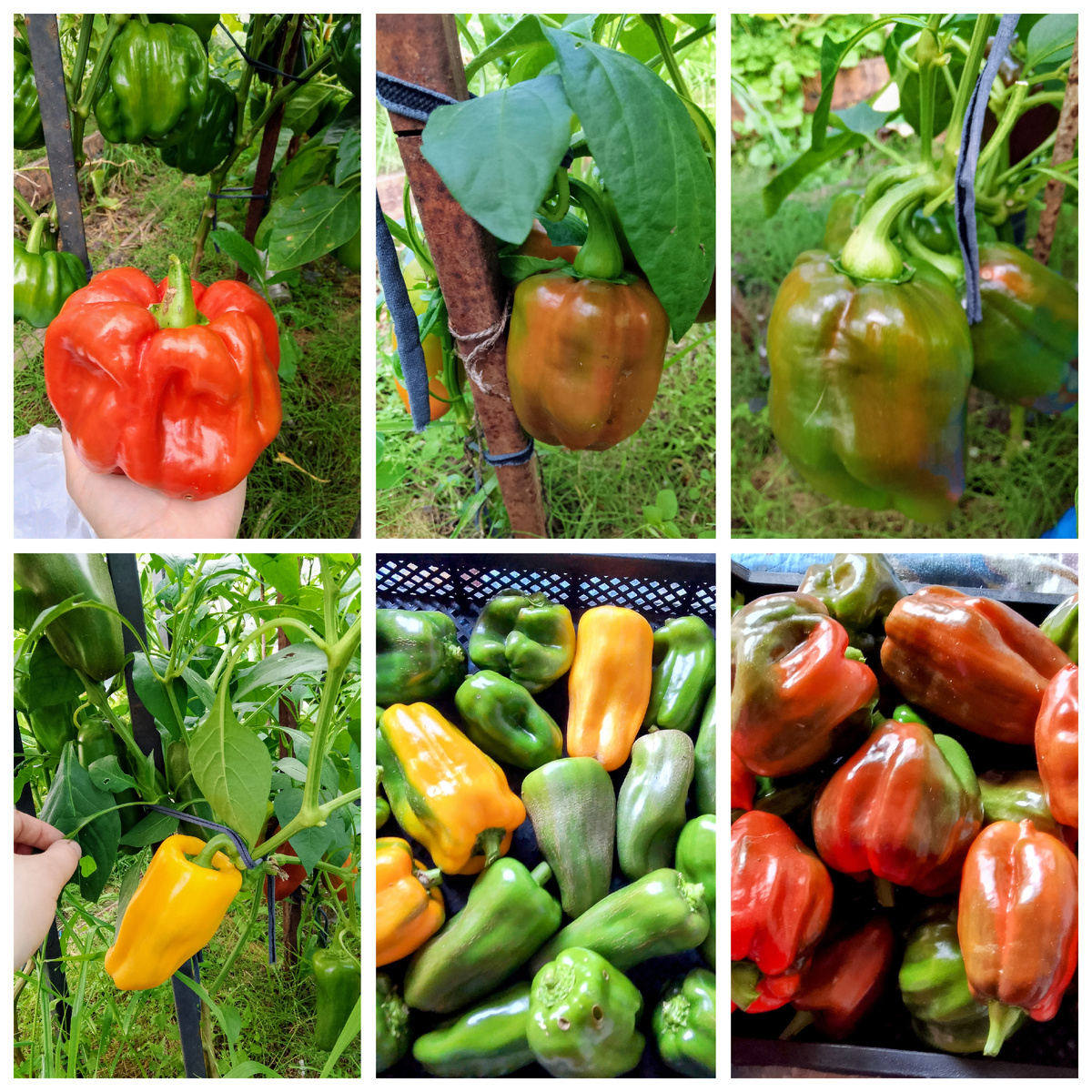 Фото подборка урожая 2024 год, сорта биф-сибиряк, Громозека, какаду, щеголь 