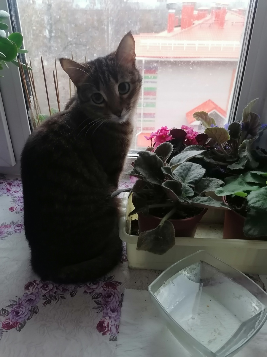 Даша. Фото автора