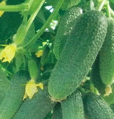 ЛУЧШИЕ РАННЕСПЕЛЫЕ ГИБРИДЫ ОГУРЦОВ ДЛЯ ЛЮБЫХ УСЛОВИЙ