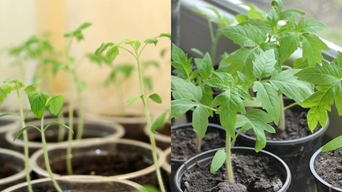 Разница между рассадой с правильным и неправильным досвечиванием