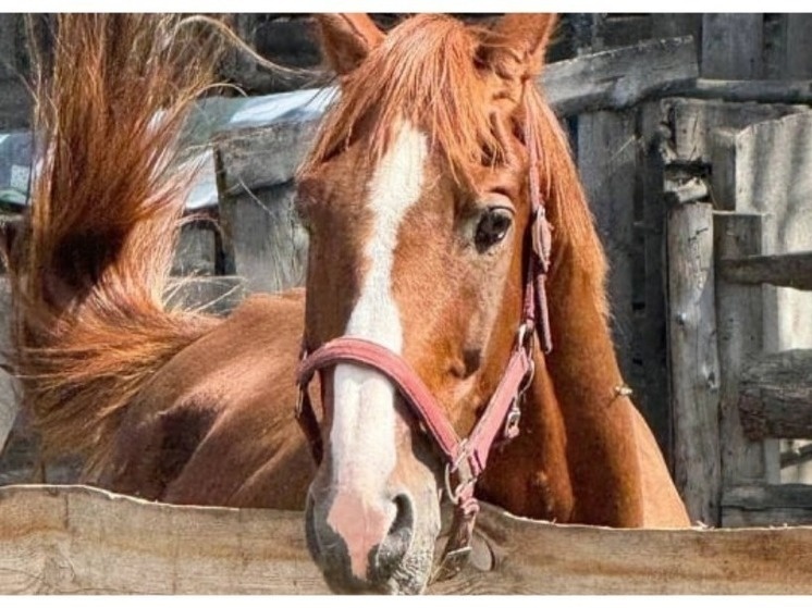     Фото: АиФ-Новосибирск