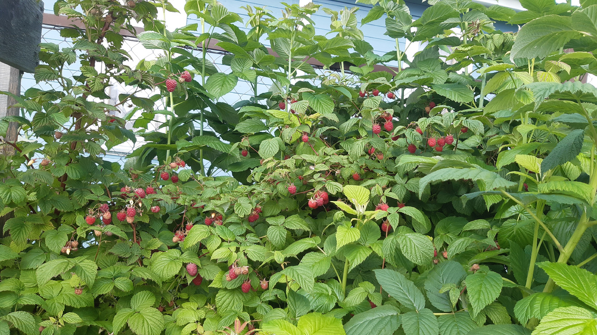 Малина сильно разростается, нужно регулярно прореживать