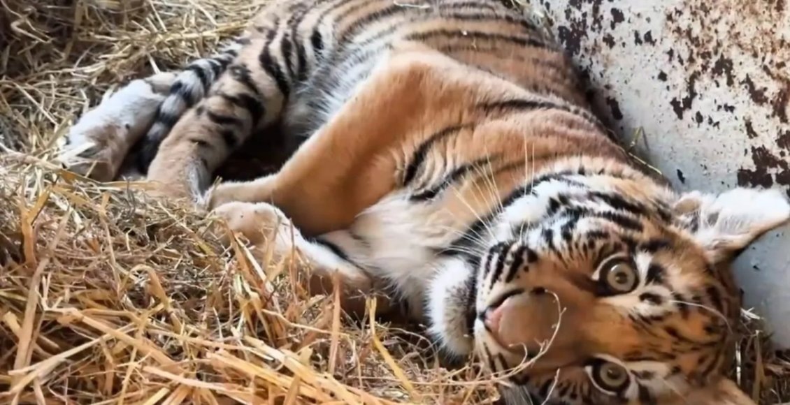    Фото: хоспис "Дом тигра"