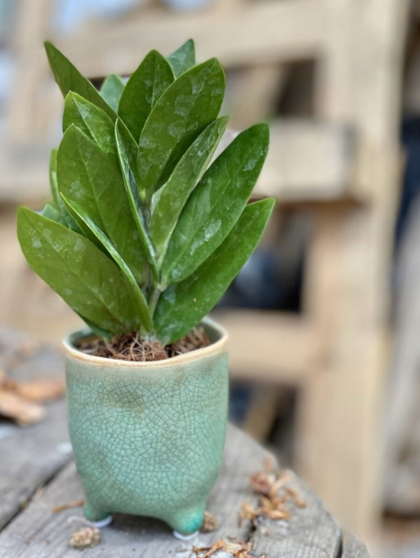 Богатый на листья замик