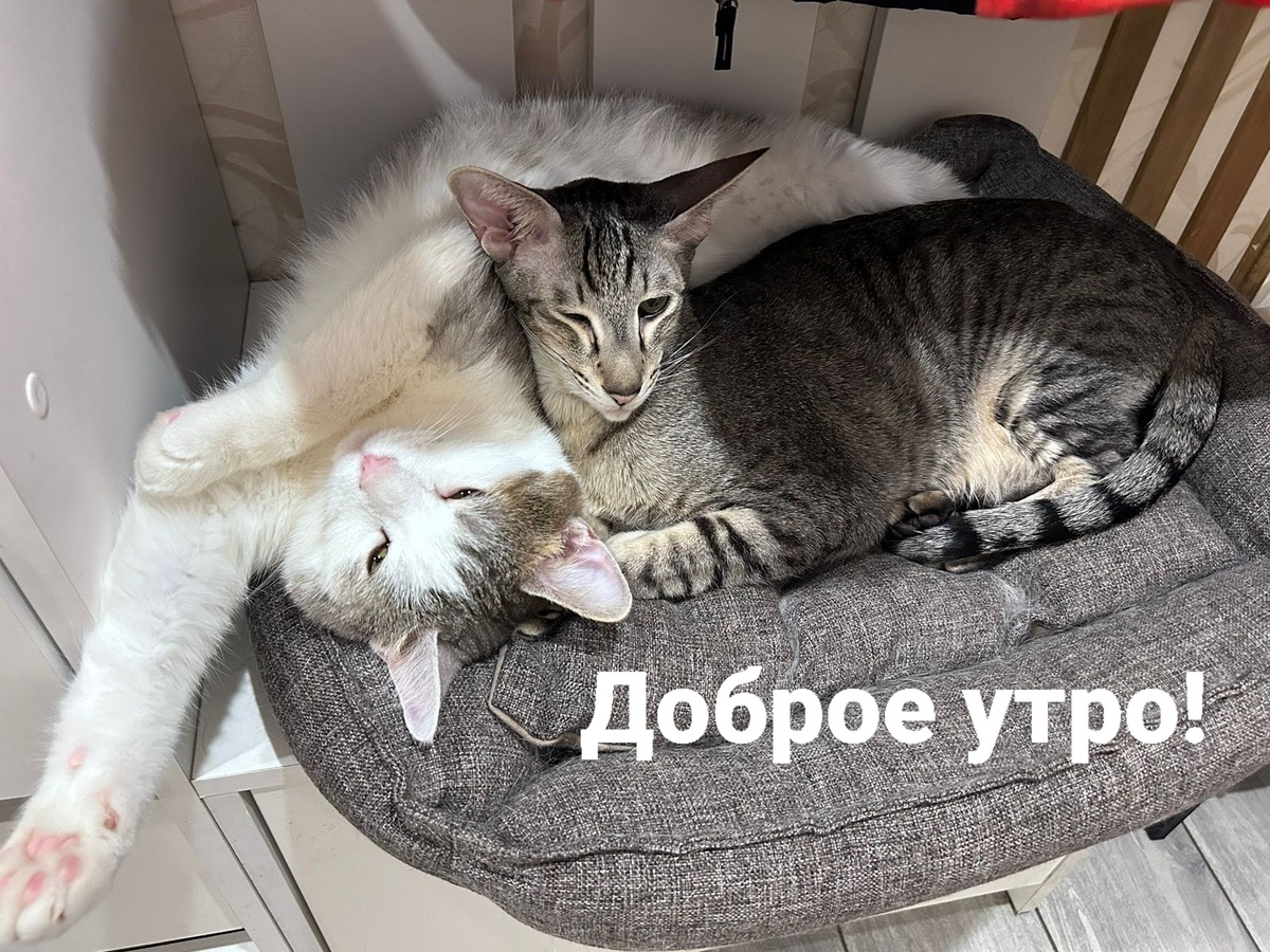 Доброе утро картинки с цыплятами