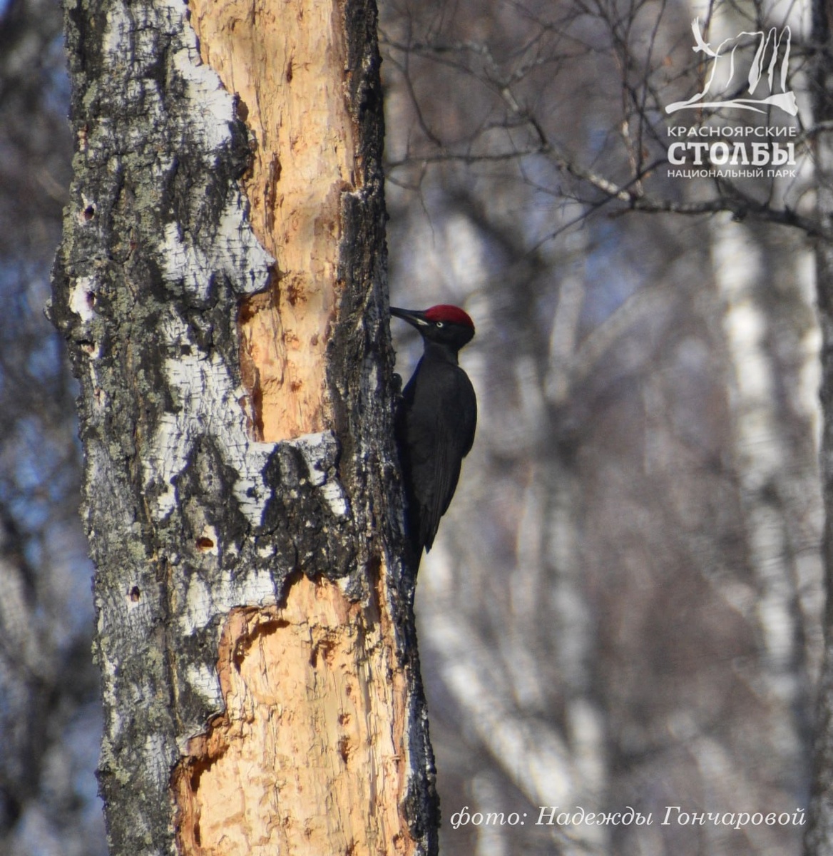     Новыми фото черного дятла поделились на красноярских «Столбах»