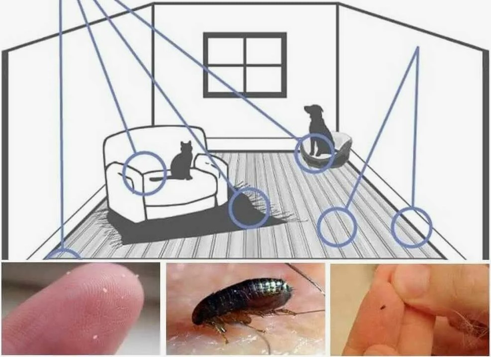 Otkuda berutsya blokhi v kvartire