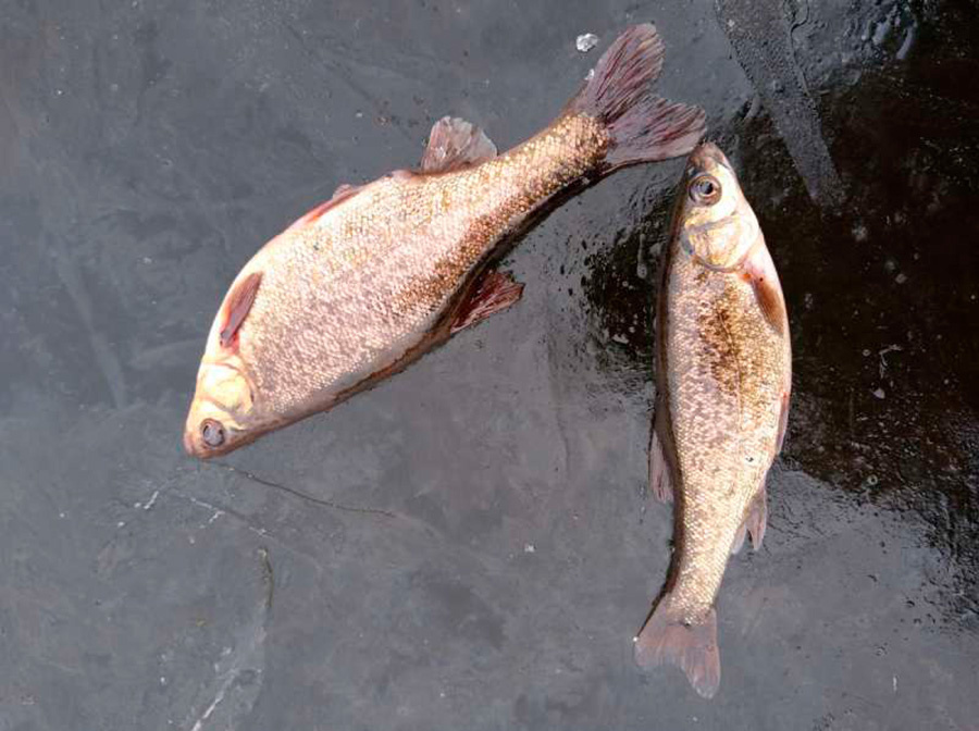     Рыбе нужен кислород