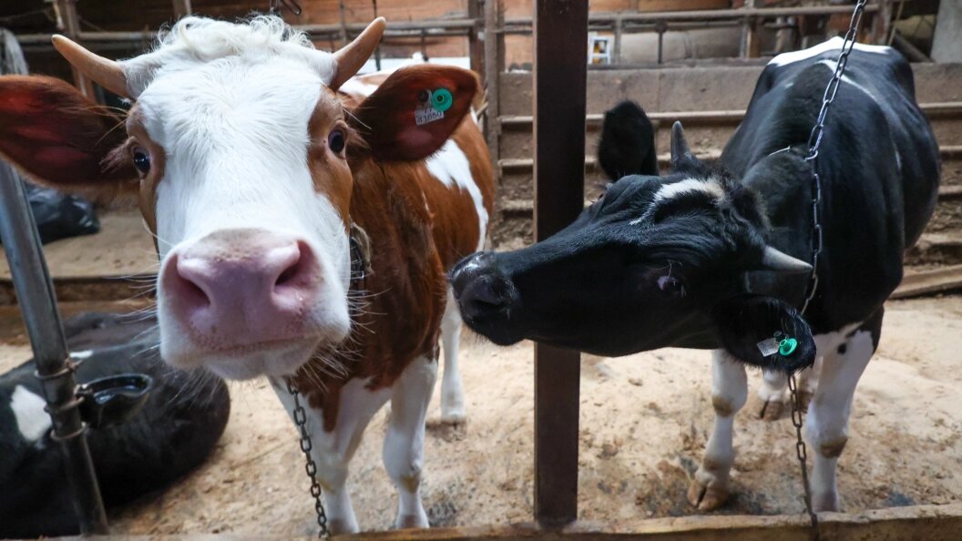    Petrov Sergey/news.ru/Globallookpress