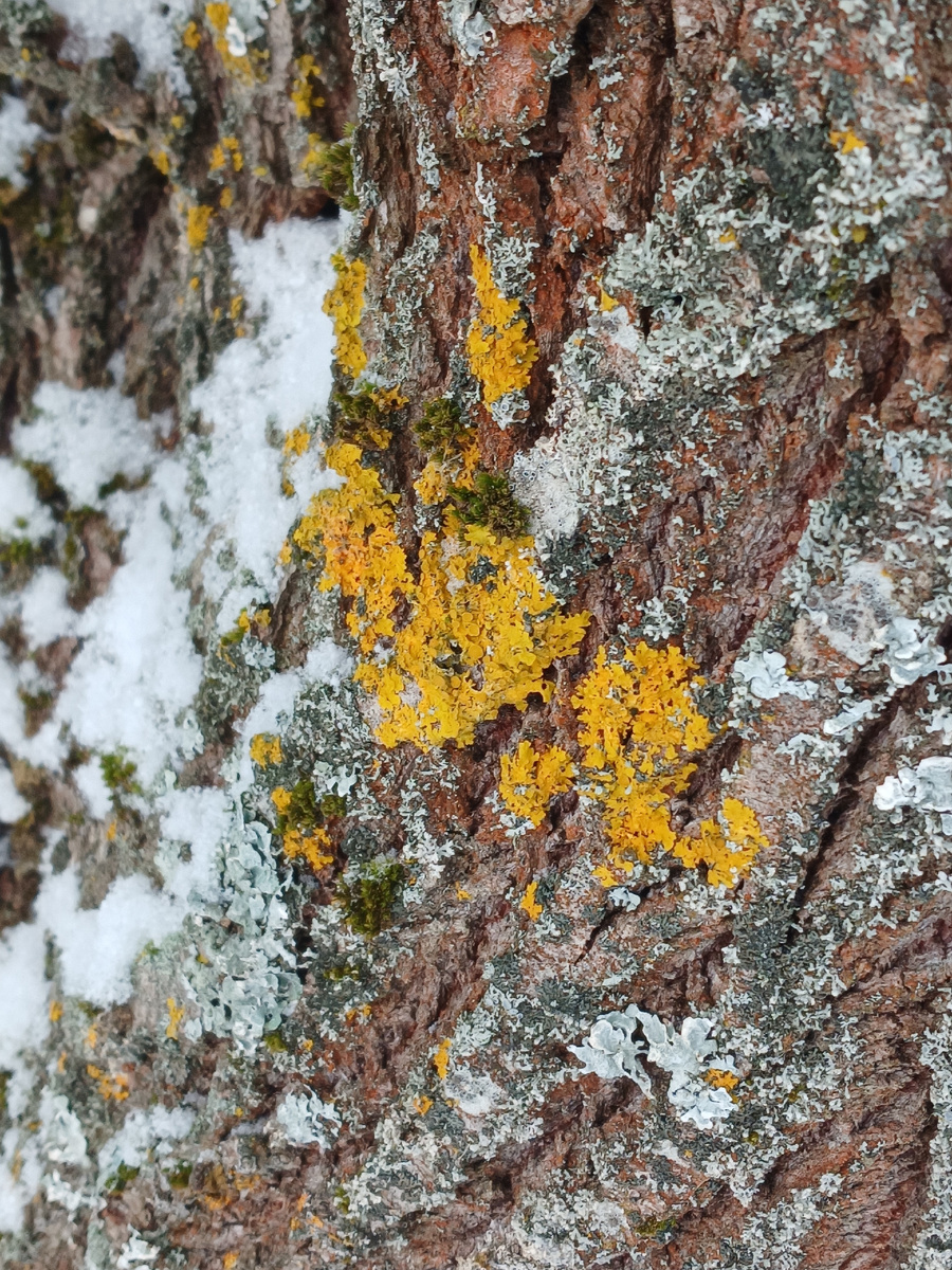 Два лишайника на одном дереве: ксантория и пармелия