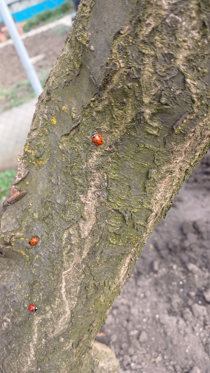Лишайник на моей любимой сливе.Его немного, но он есть)