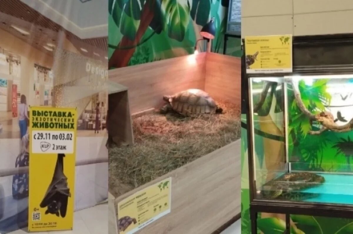    Передвижной зоопарк «Zooland» в Новосибирске работает без лицензии