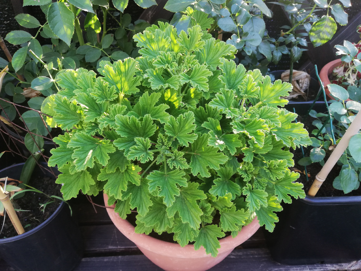 Купила в прошлом году пеларгонию душистую. Ну да, листва пахнет апельсинкой, если потрогать, но я же не буду сидеть и щупать её постоянно. А цветения я так и не дождалась (хотя она вроде как должна цвести...)